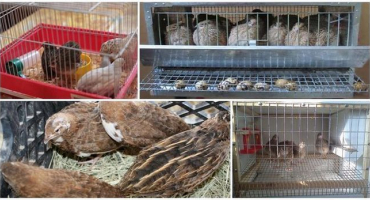 Je možné chovat křepelky v bytě a jak správně, péče a chov